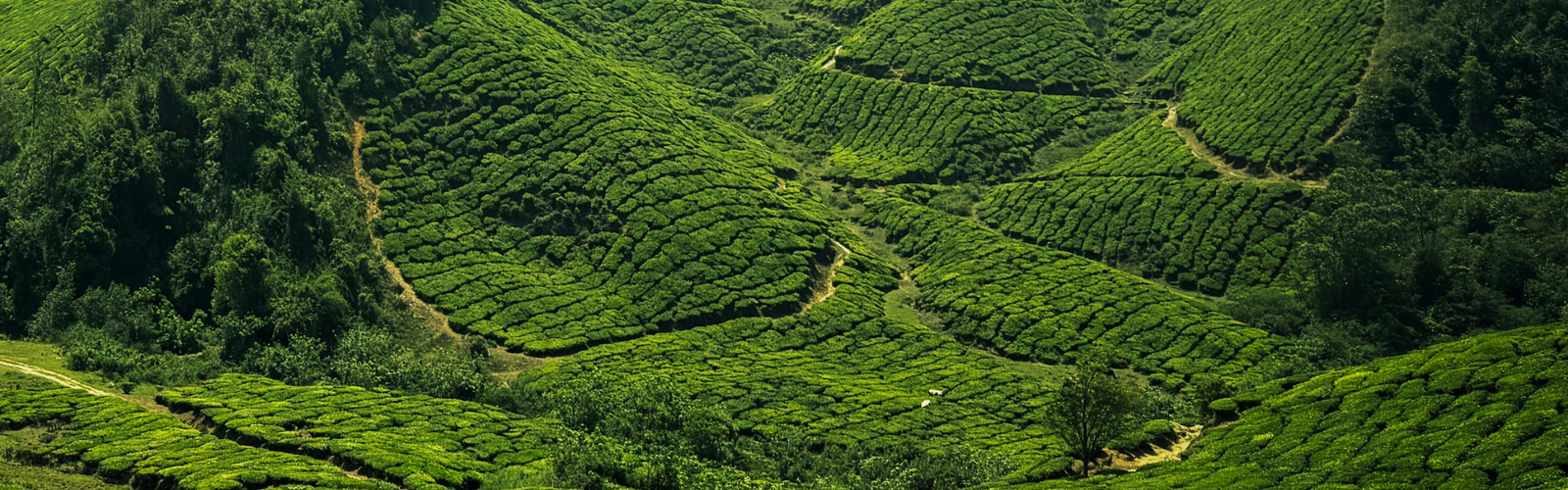 Beautiful tea plantation landscape in misty hills promoted by a leading travel agency in Thodupuzha